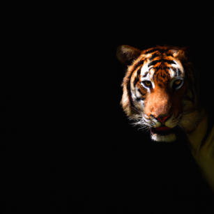 Tiger watching